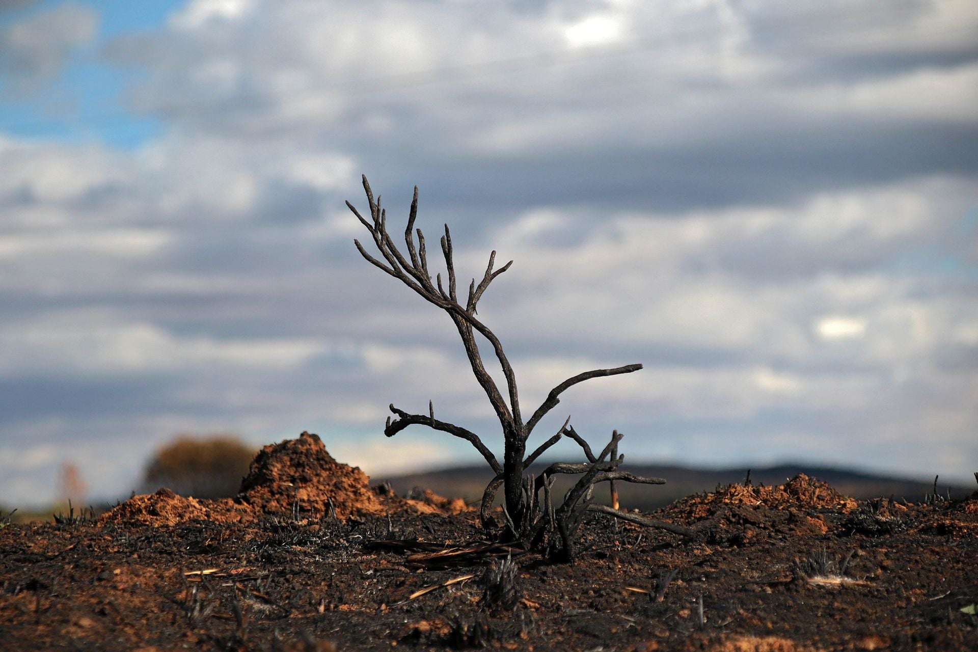 Las cicatrices de las llamas persisten en las casas de Castrocalbón y en sus alrededores.