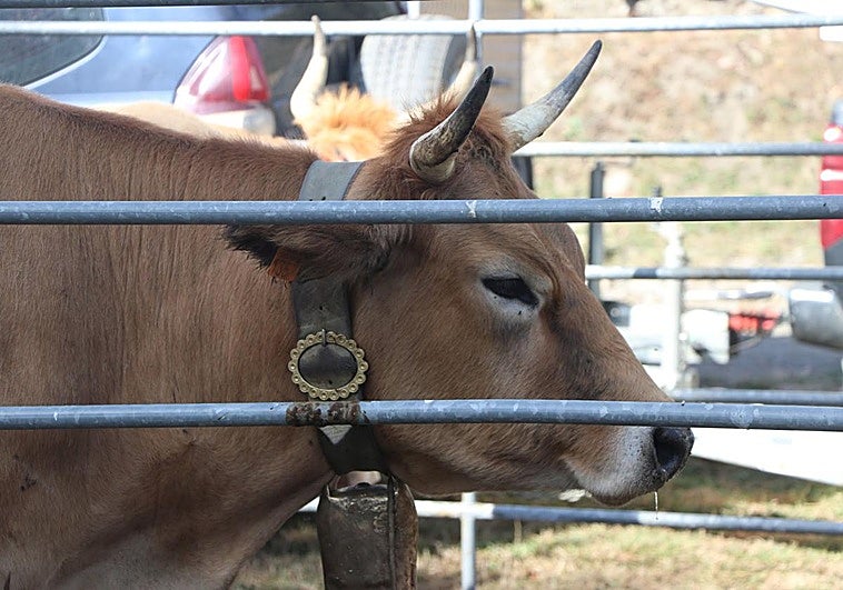 Feria del Cristo de Valdelugueros