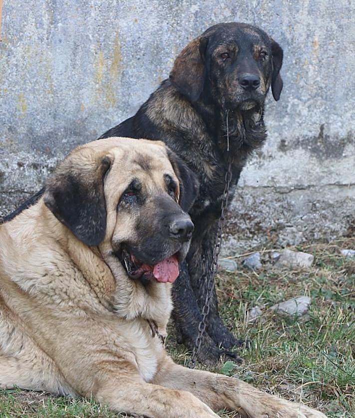 Imagen secundaria 2 - Ganado en la Feria del Cristo de Valdelugueros