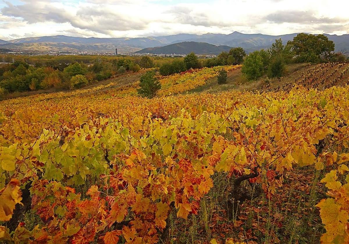 Paisaje con el color anaranjado tradicional del otoño.