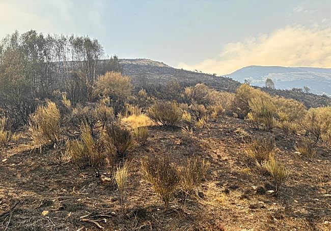 Estado en el que quedó el monte en Valseco.