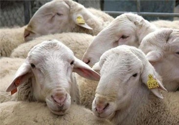 Ganaderos de Laciana denuncian los «múltiples ataques» de osos al ganado ovino