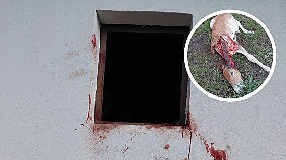 Muere de un infarto al corazón un ganadero leonés tras el ataque de un oso a su ganado