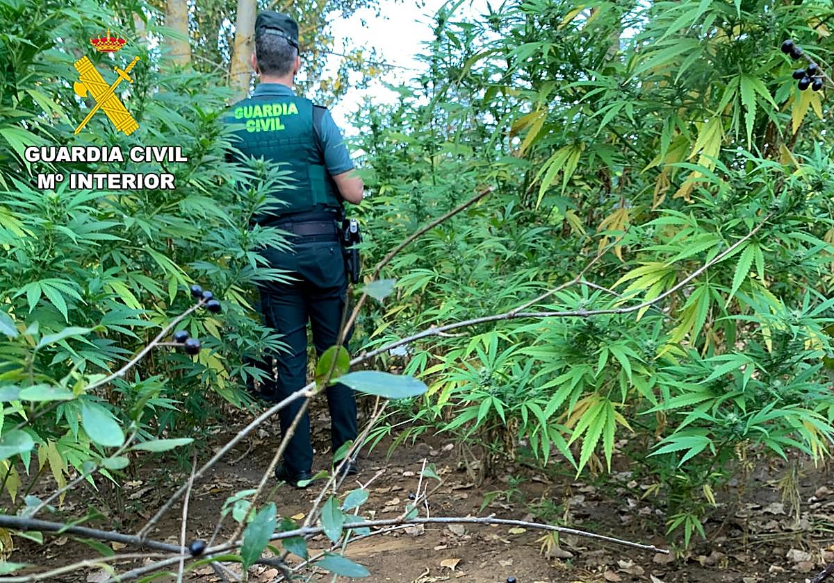 Instalación de plantas de marihuana.