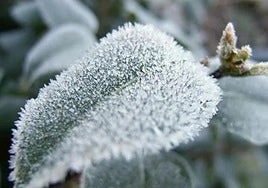 Una hoja escarchada.