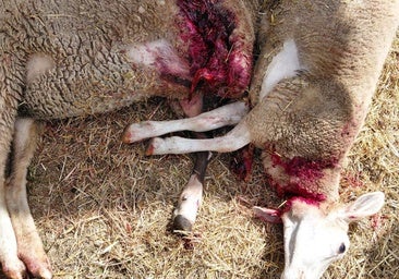 Preocupación en Laciana: los osos llevan la tensión al límite en la comarca