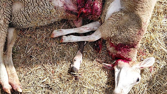 Preocupación en Laciana: los osos llevan la tensión al límite en la comarca