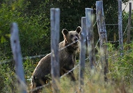 Una osa radiomarcada en Villar de Santiago, Villablino.