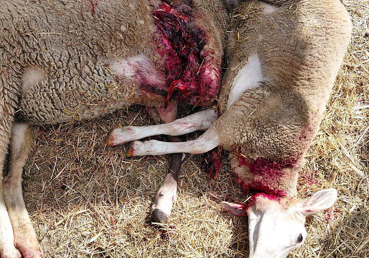 Imagen de archivo de dos ovejas atacadas por el oso en Caboalles de Abajo.