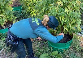 Imagen de la Guardia Civil en la incautación de las plantas.