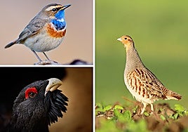 Las tres especies amenazadas afectados por los incendios.