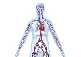 Sistema circulatorio.