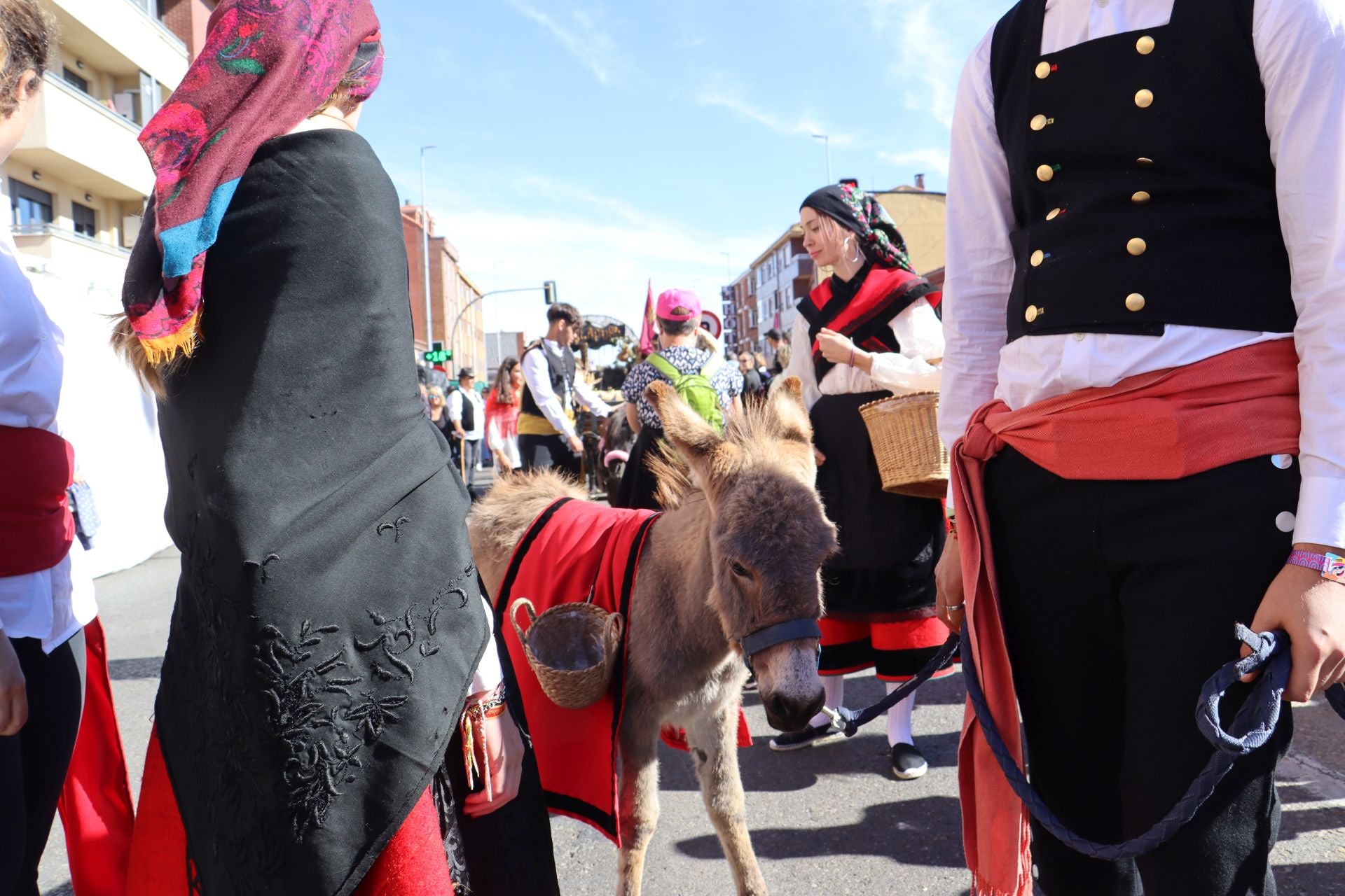 Carros y ganado se visten de fiesta en San Froilán