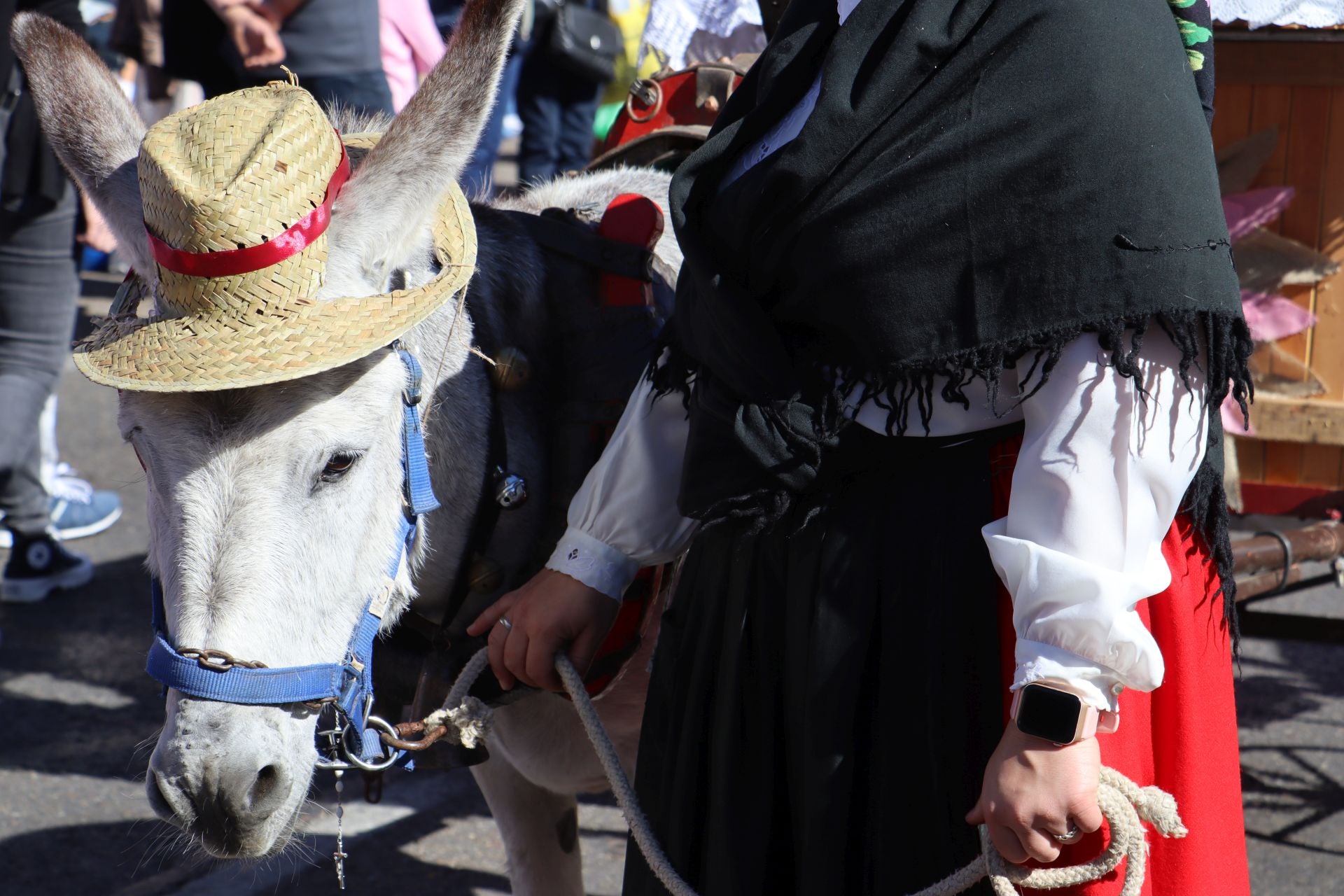 Carros y ganado se visten de fiesta en San Froilán
