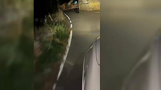 Vecinos de Babia denuncian la presencia de osos en el casco urbano: «Aquí no se vieron nunca»