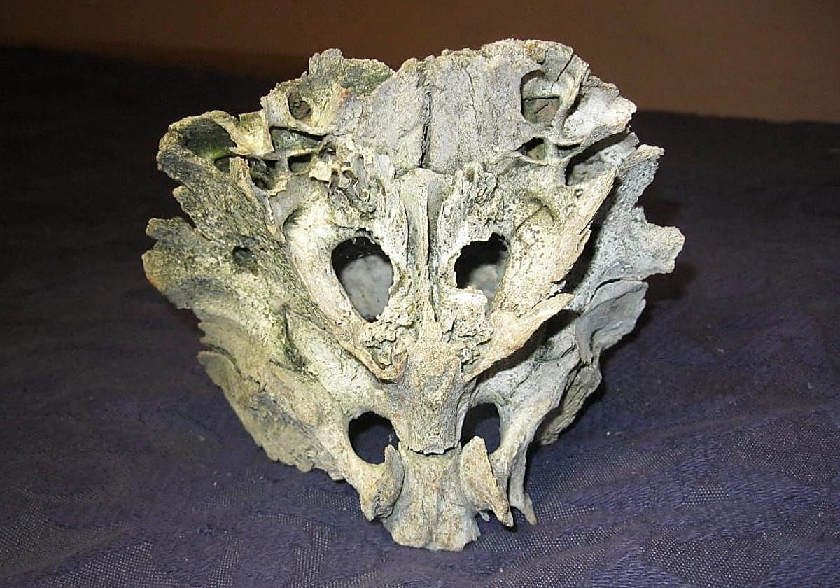 El cráneo hallado en Villar de Ciervos en el año 1998.