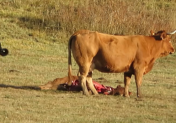 Imagen de la ternera.