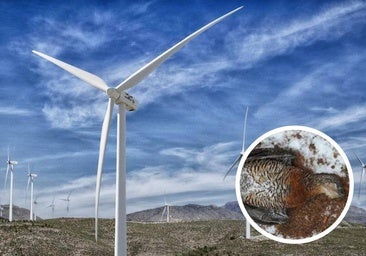 La Justicia anula por tercera vez el parque eólico Peña del Gato por su peligro para el urogallo cantábrico