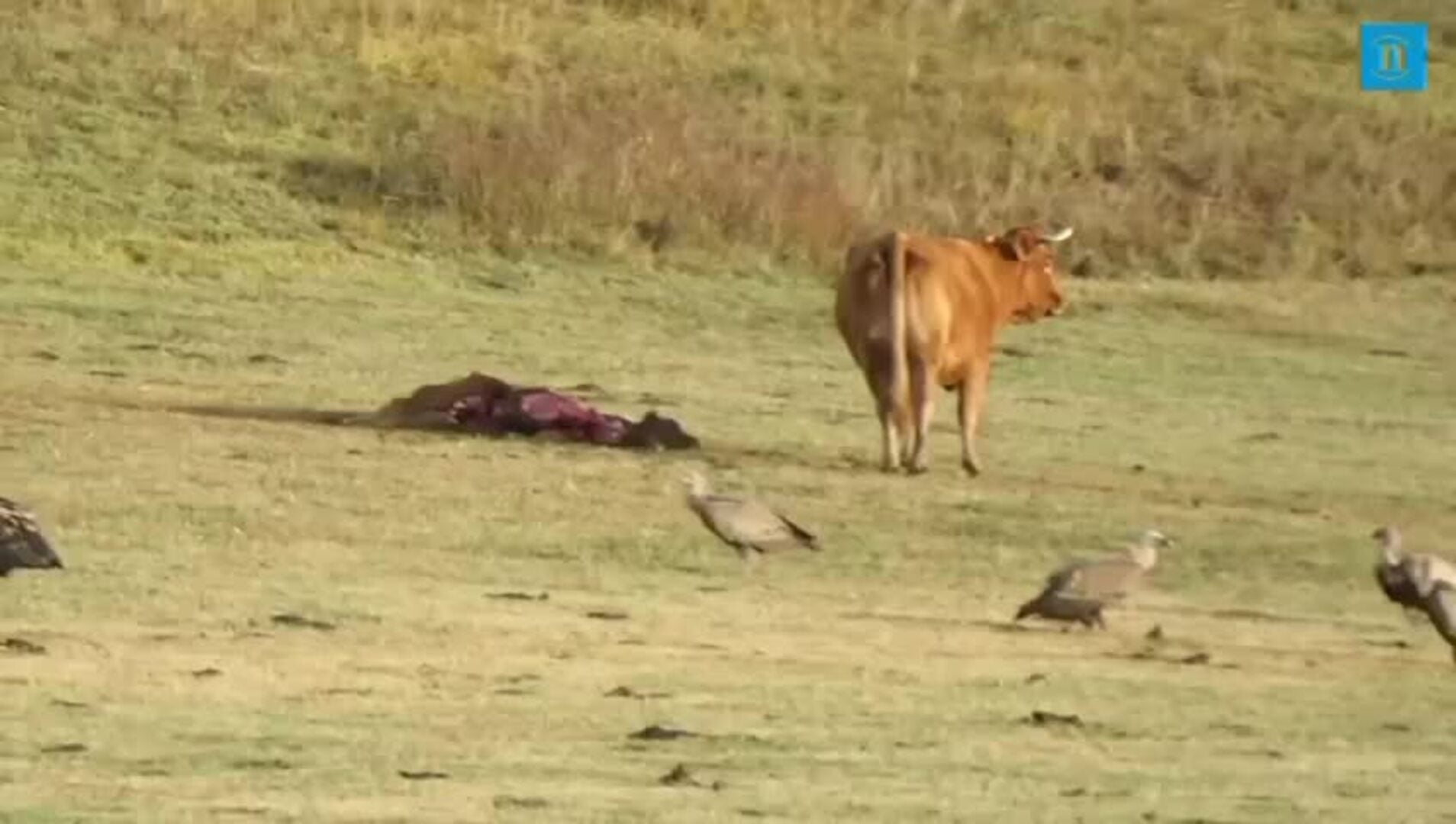 El emotivo video de una vaca y un mastín defendiendo a una ternera atacada por los lobos en La Uña