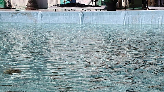 La gran piscina para aprender a pescar regresa a la plaza Mayor de León