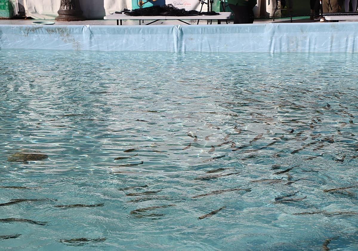La piscina con truchas en la plaza Mayor de León la anterior edición.
