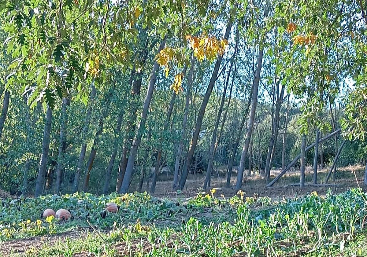 Imagen principal - Una huerta destrozada en Riofrío por las vacas que cruzan la carretera y provocan accidentes.