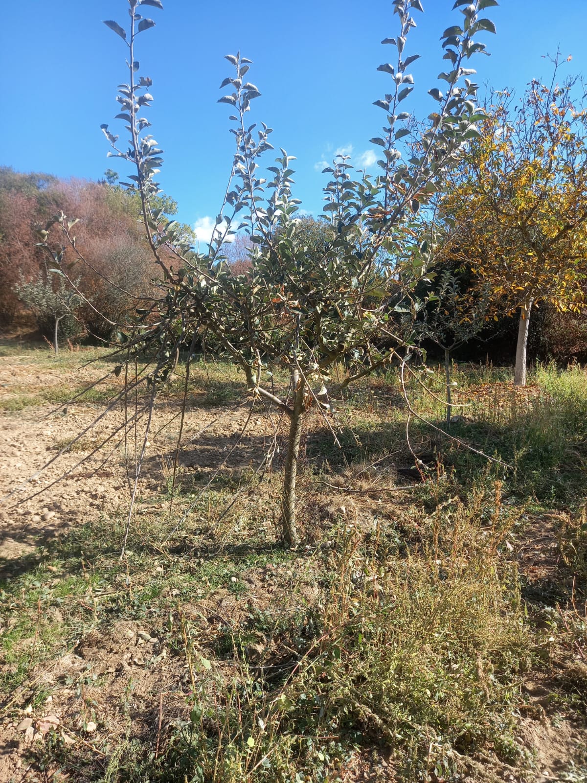 Imagen principal - Frutales destrozados tras el paso de las vacas.