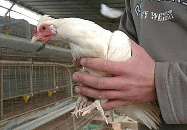 Notificado un nuevo caso de gripe aviar en una granja de pollos