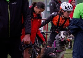 Campeonato de mushing en Valencia de Don Juan