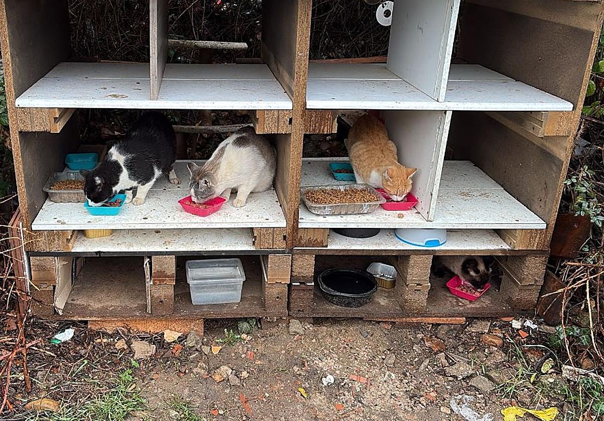 San Andrés aprueba un plan para la gestión de las colonias felinas