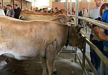 Suspendidas durante 15 días las ferias y mercados de ganado por una enfermedad contagiosa