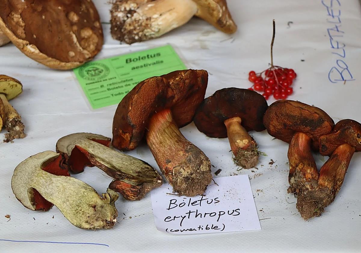 Exposición por la semana micológica en 2024.