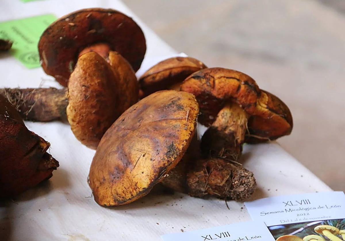 Setas de la anterior exposición.