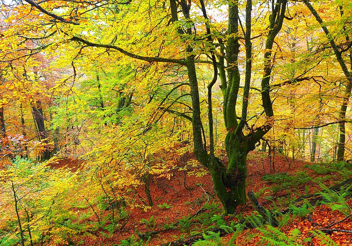 Imagen principal - Turismo de naturaleza en Teverga