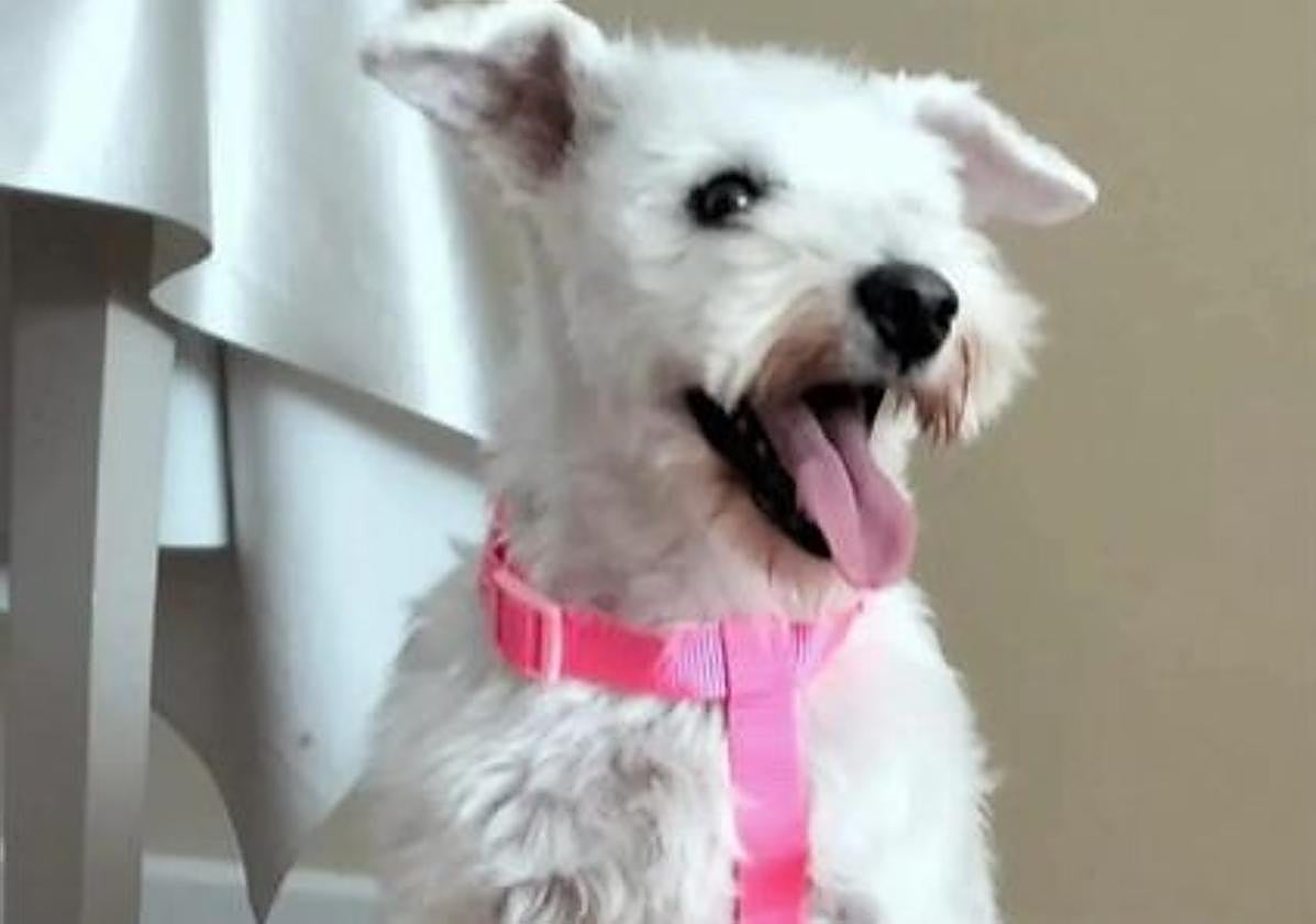 Bimba, la perra que se busca en León.