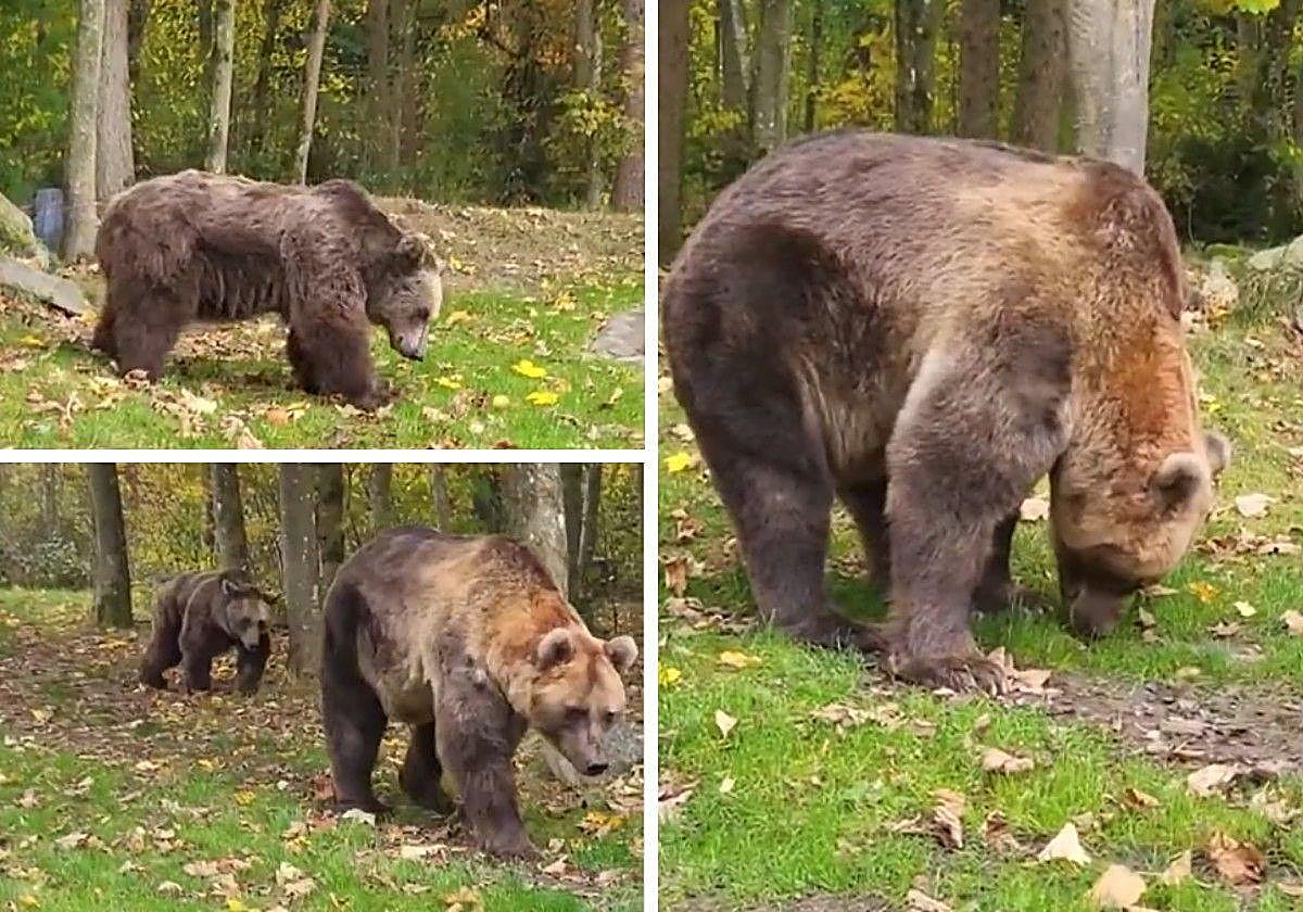 Ponderoso y Luna en el santuario de Alemania.