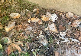 Comida para gatos en el centro escolar.