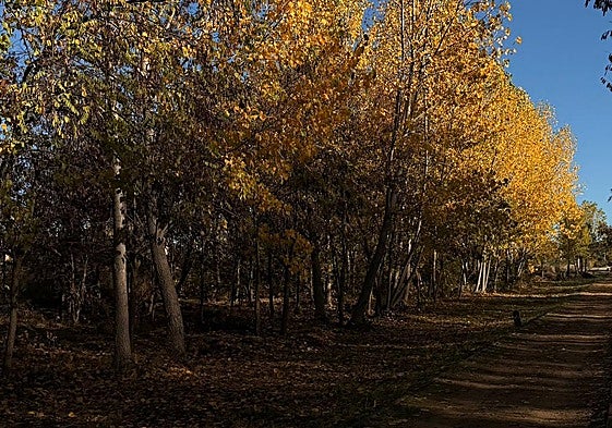 Imagen del otoño en León.