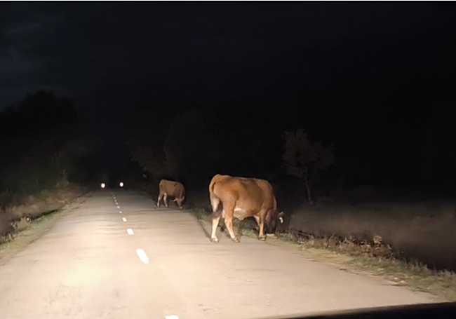 Dos vacas cruzando la carretera en Riofrío la noche del 4 de noviembre.