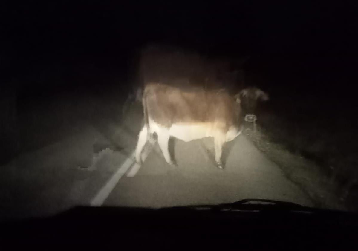 Una vaca en medio de la carretera en Riofrío.