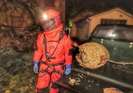 Nido de avispa velutina en León.