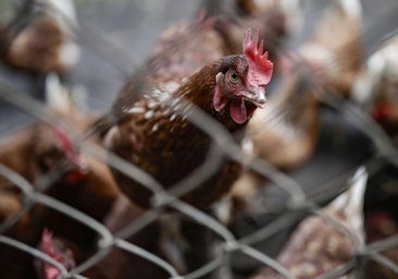 El Gobierno confina aves de corral en 18 municipios de León para no propagar la gripe aviar