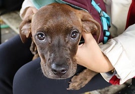 Imagen de Kosa, una de los tres cachorros abandonados.