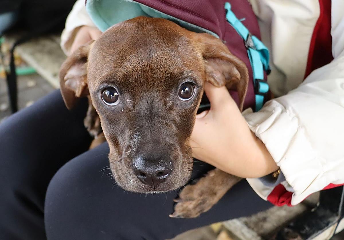 Imagen de Kosa, una de los tres cachorros abandonados.