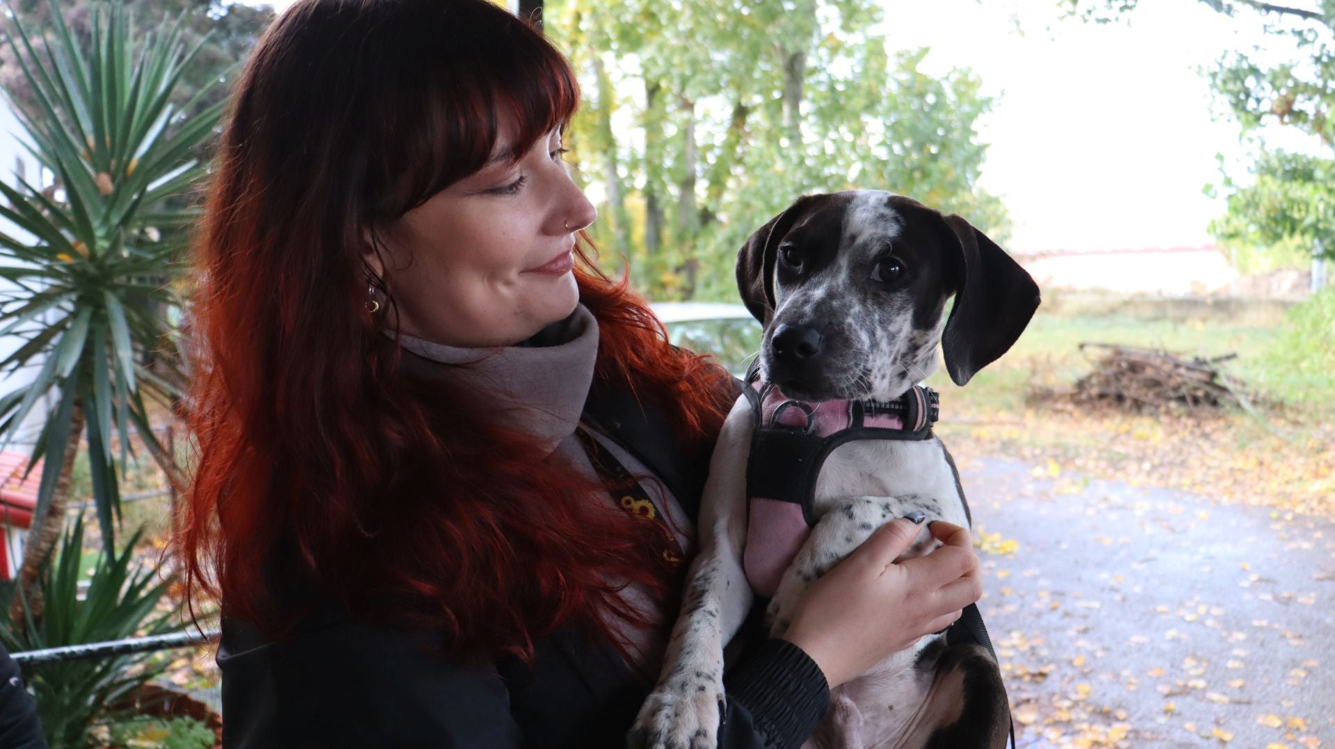 Imagen principal - Imágenes de los cachorros abandonados.