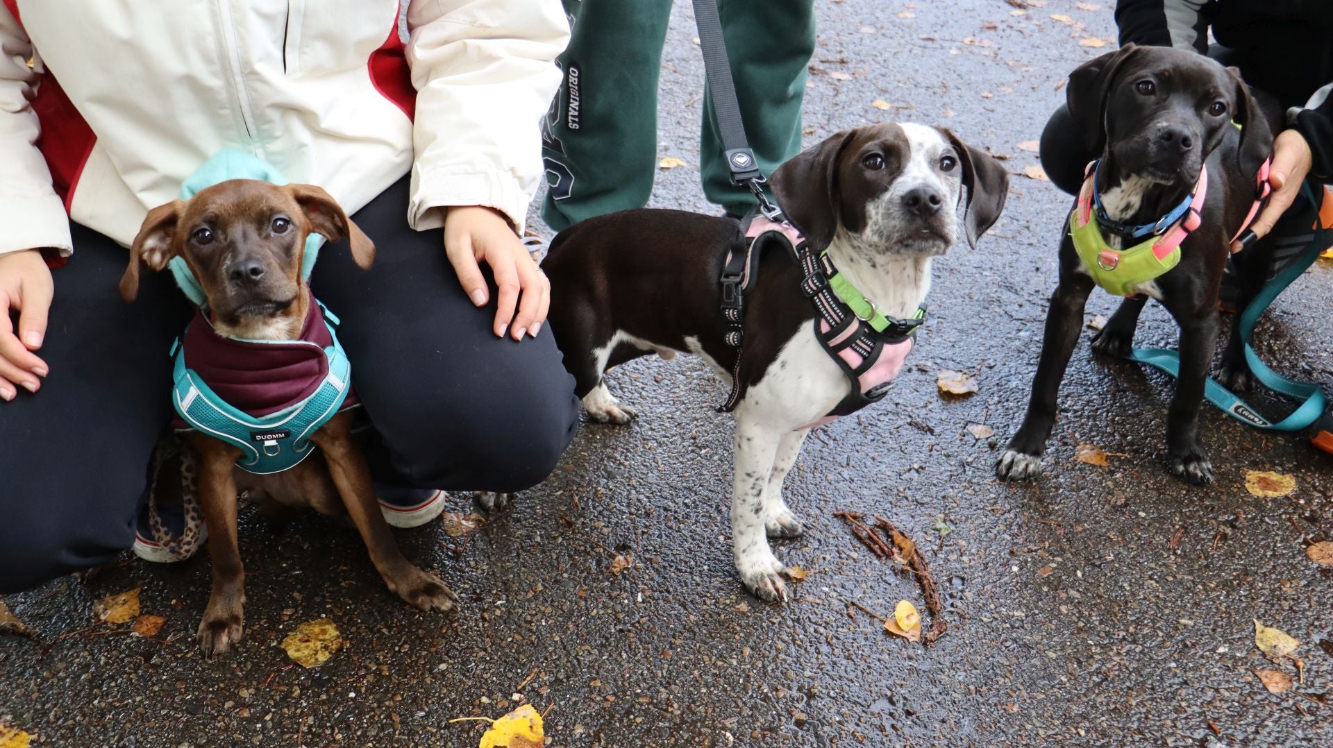 Imagen secundaria 1 - Imágenes de los cachorros abandonados.