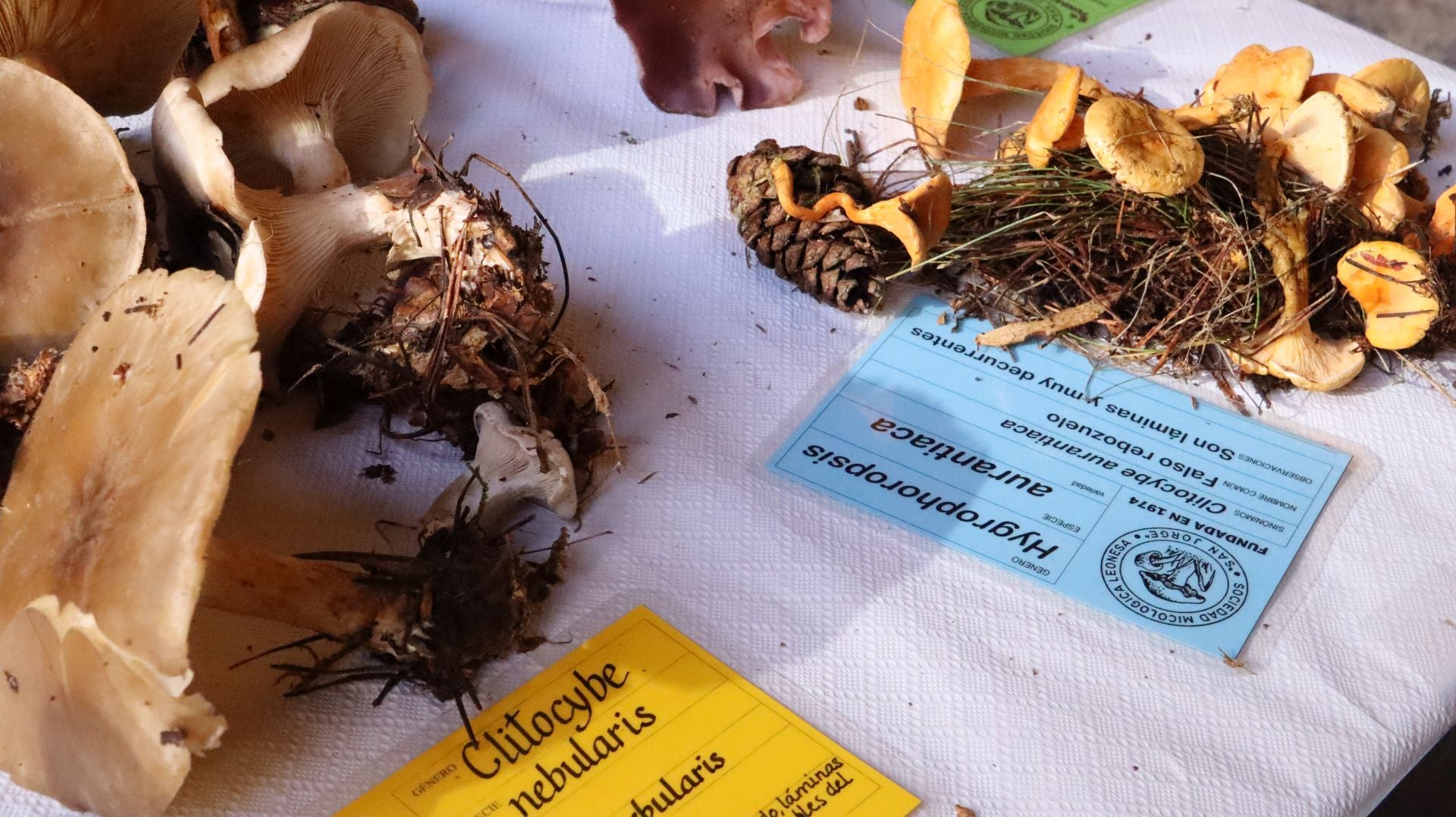 Imágenes de la Exposición Micológica de León