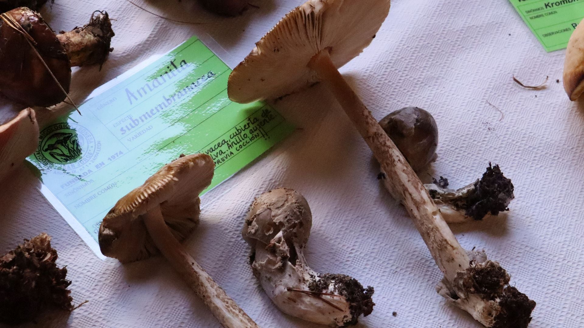 Imágenes de la Exposición Micológica de León