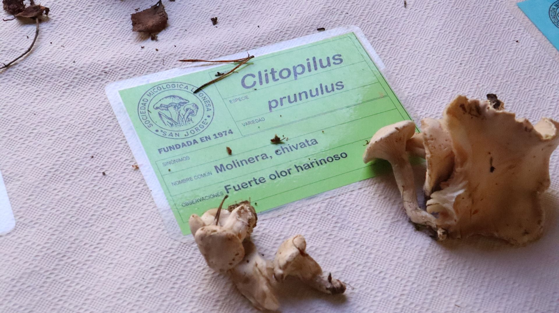 Imágenes de la Exposición Micológica de León