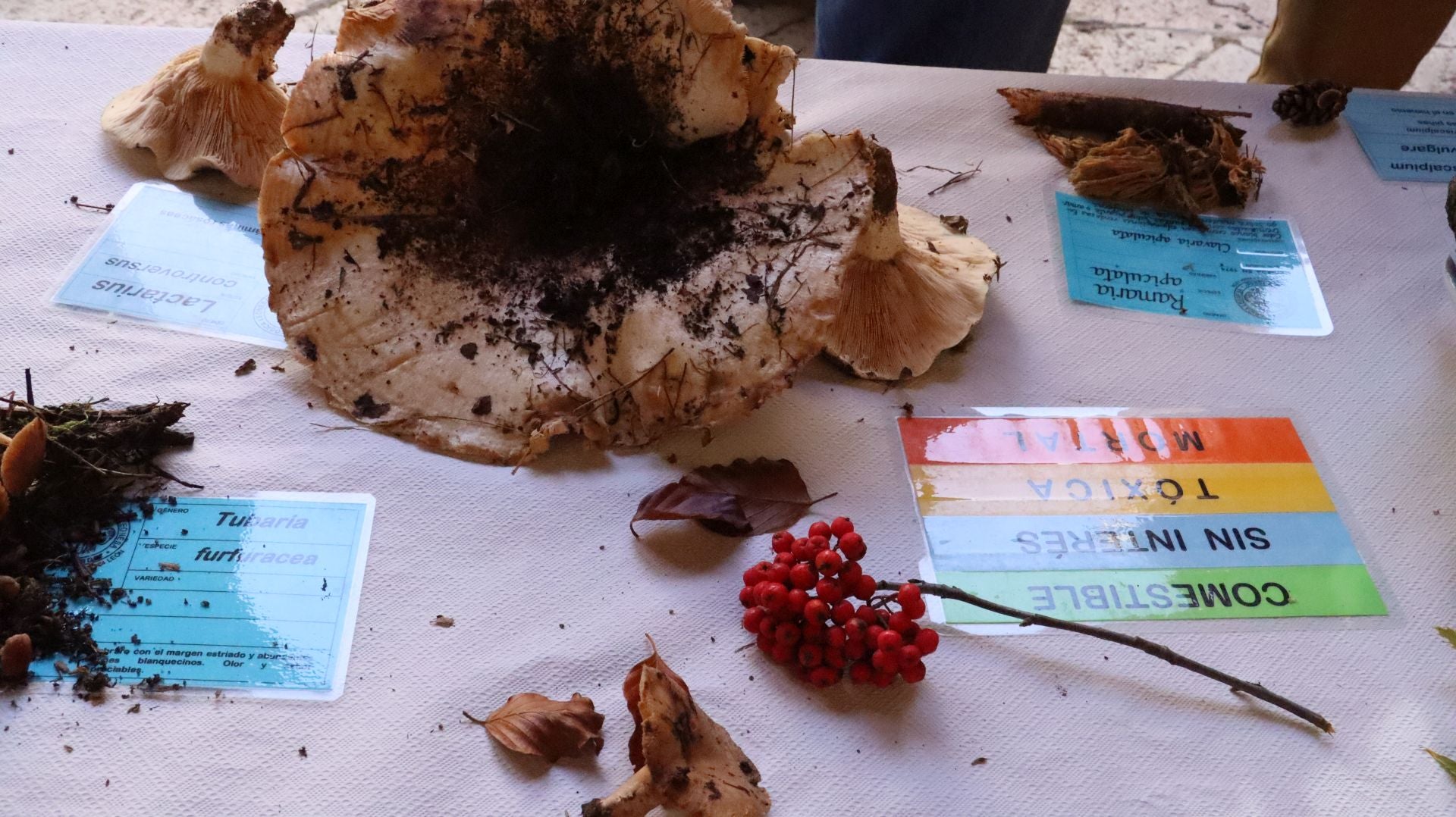 Imágenes de la Exposición Micológica de León